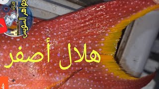 سمكة الشريفة الذيل هلال أصفر أهم ما يميزها عند الشراء. سوق السمك بالأنصاري بالسويس.