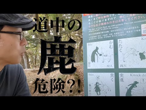 ジョネさんぽ奈良④　法華堂（三月堂）へ。道中の「鹿」は危険！？ここはインバウンドとも無縁でした・・・