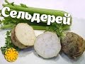 Сельдерей (celery) Amideya.com.ua