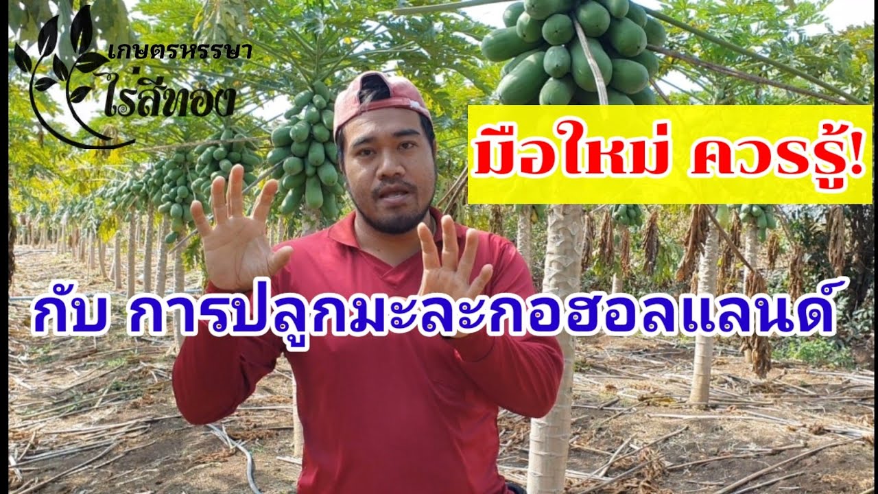 มือใหม่!! ข้อควรรู้ กับ การปลูกมะละกอฮอลแลนด์