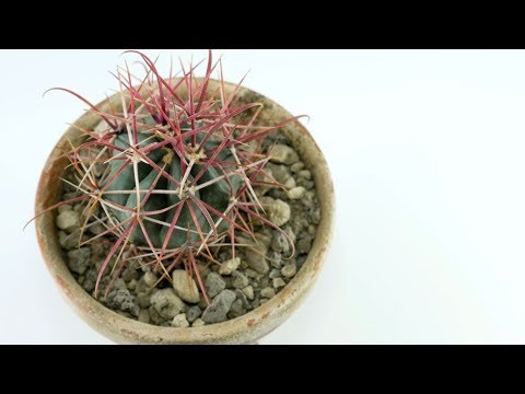 Ferocactus gracilis @frau-doktor