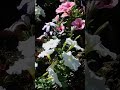 #flower #trending #shorts
