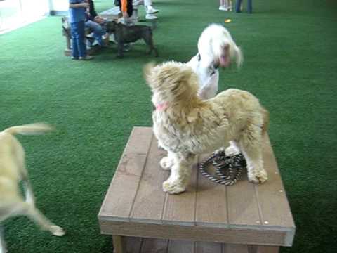 Gigi & Bella playing @ Unleashed Indoor Dog Park, Dallas - YouTube