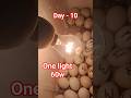 Incubator Light & Fan System 🔥🌀 | Perfect Temperature Setup 🐣 #egg #farming #chickenhatching