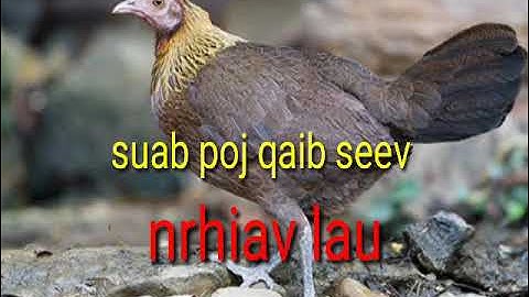 Poj qaib seev dib tuaj zoo heev nawb .