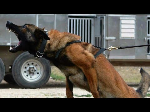 Video: Hunderacer, Der Hjælper Mennesker Med Psykiske Problemer