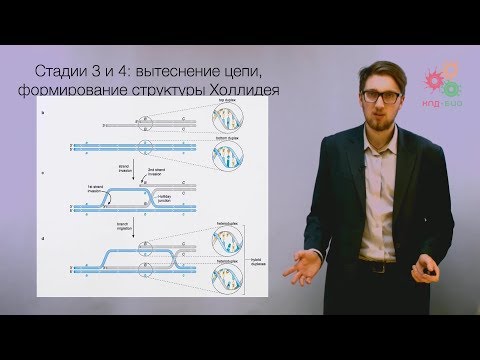 Перестройки генома. Гомологичная рекомбинация ДНК