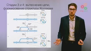 Перестройки генома. Гомологичная рекомбинация ДНК