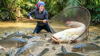 Jungle fishing with luck: Hand-catching 150kg+ wild catfish & giant carp for market sale with family
