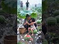 怎么办？奶奶和小孙女被大雨困住了 what to do? Grandma and little granddaughter are trapped in heavy rain