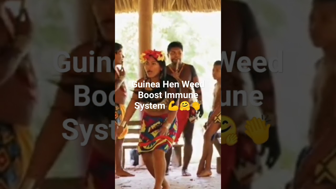 Guinea Hen Weed is used as a medicine for respiratory 