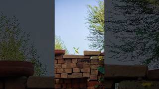 Santoor music | Relaxing music | meditation bird sound #relaxingmusic #meditation #shots