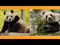 Giant pandas coming back to dc