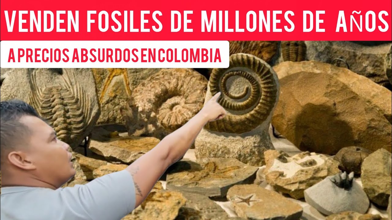 Fosiles en Colombias a Precios Absurdos Millones de Años Enterrados Donde Antes era  Mar