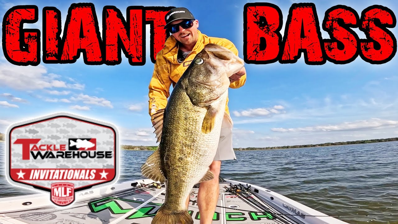 Kissimmee Giants! MLF Pre-Fishing Reveals Big Fish Offshore!