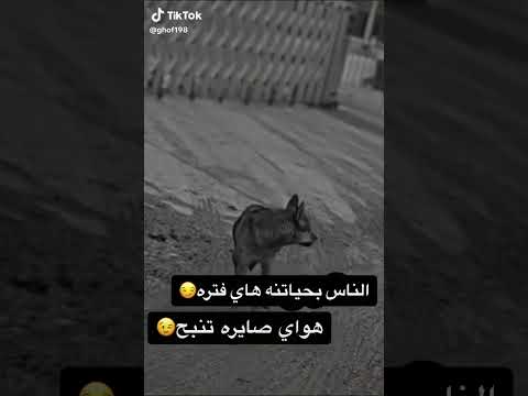 ملاحضه مع احتراماتي لكم بس مقصوده تمام احتراماتي ال بتول وهند وفاطمه والمتابعين بس اكو شخص يعرف نفس