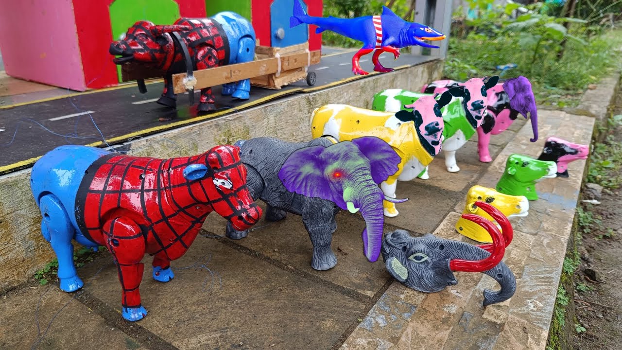 WADIDAU ‼️PROSES POTONG SAPI MOO KURBAN