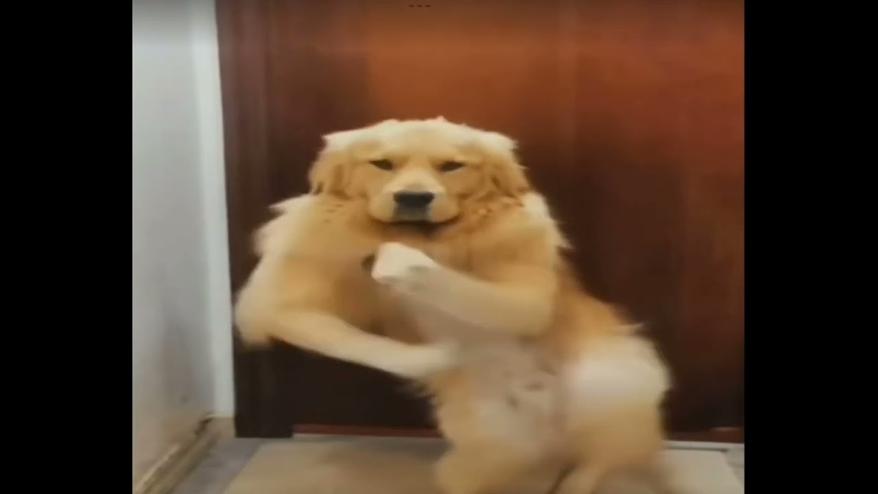 Ellis island for kids…