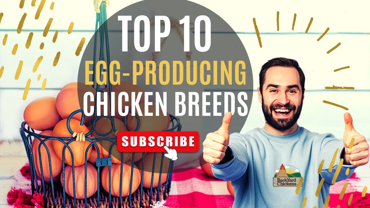 Top 10 Egg Producing Chicken Breeds YouTube