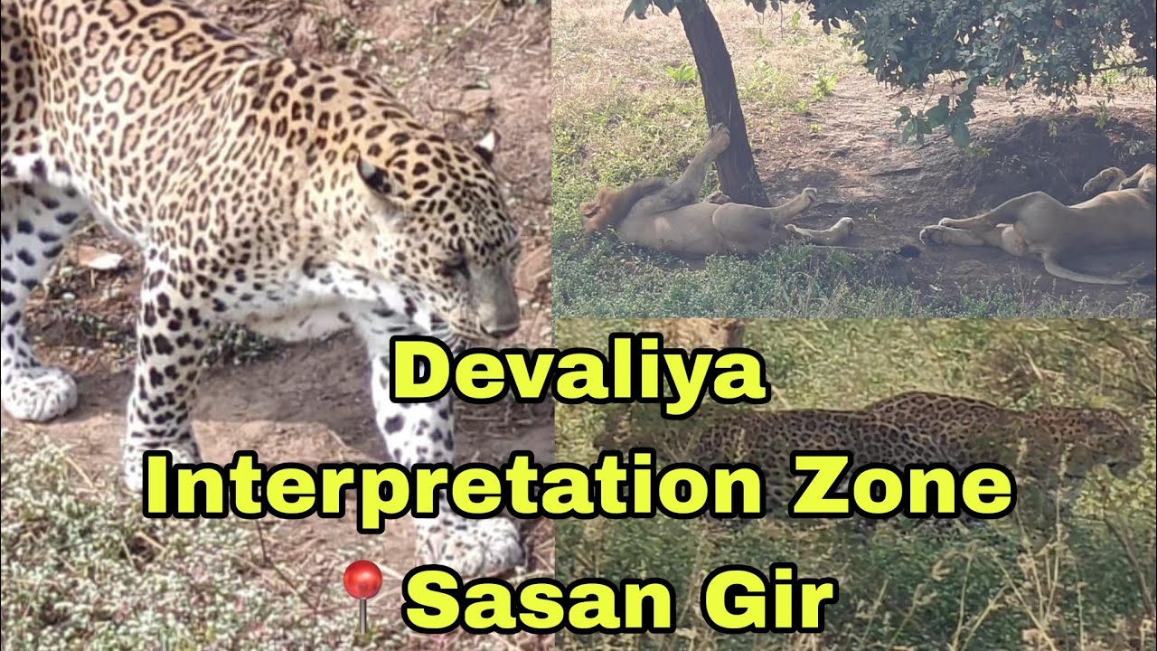 Leopard attack ?| Devaliya SAFARI PARK Gujarat | Travel vlog |