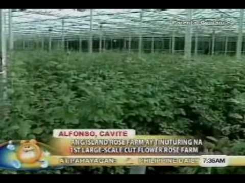 Unang Hirit visits Island Rose Farm