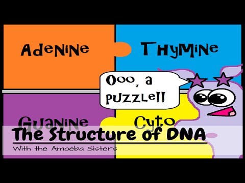 (OLD VIDEO) DNA Structure and Function