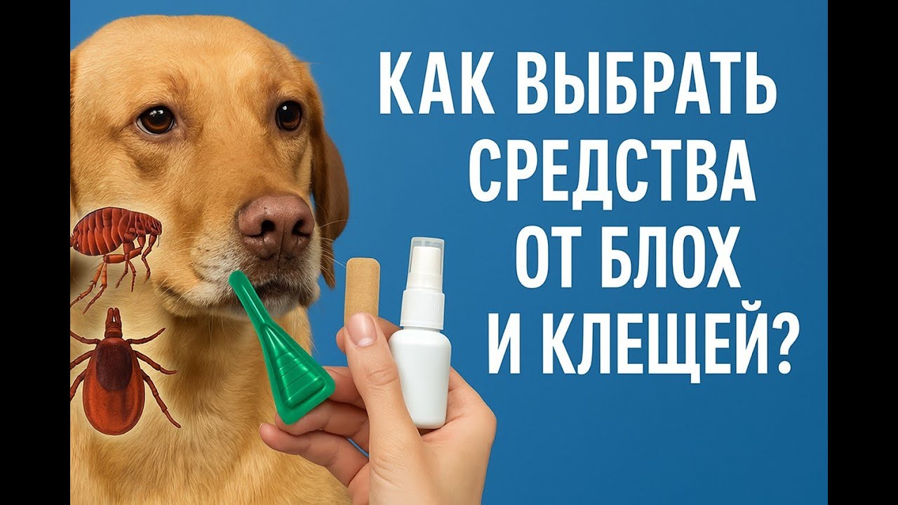Как выбрать эффективные препараты от блох и клещей | Препараты какой фирмы и в какой форме лучше