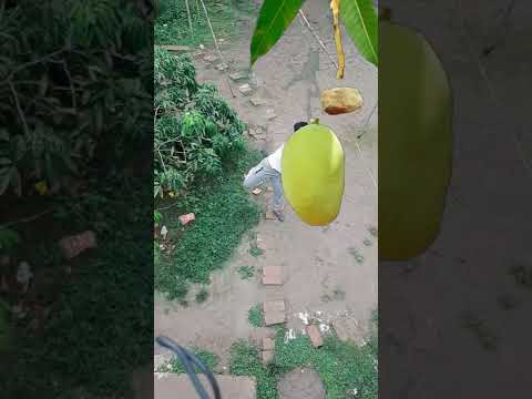 New Mango Vfx Trading Video Short Sagarmondal New Short Video Short Youtubeshorts 