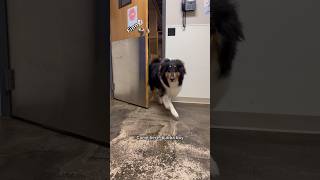 Lets See If The Dogs Choose Me Or A Toy At Dog Daycare