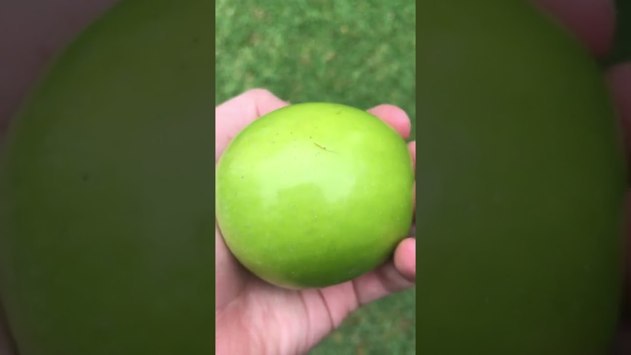 Is this a tennis ball or apple. Tell me in the description