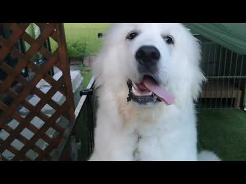 277 ジョリィの時間 Jolie S Time グレートピレニーズ Jolie ジョリィ の記録 ピレニーズ 茨城 犬 しつけ グレートピレニーズ ジョリィ ジョリー ドッグ Youtube