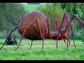 14 World's Largest Spiders