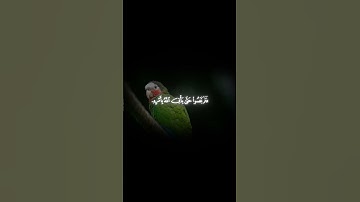Surah At-Tawbah - Muhammad Al-Luhaidan | سورة التوبة - محمد اللحيدان