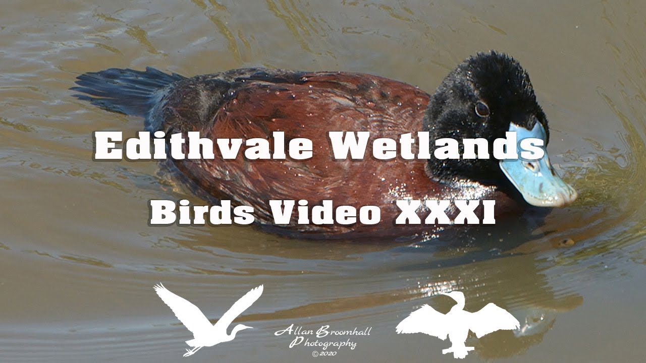 Edithvale Wetlands - Birds Video - XXXI