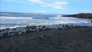 Punalu'u Black Sand Beach Hawai'i