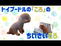 【トイプードル】小さい頃の動画をみて懐かしむ【ころちゃんねる】