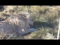 Feeding time with some of our big cats