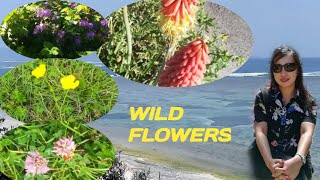 Wild Flowers Truely Are Beautiful