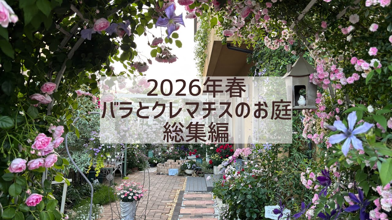 バラとクレマチスのお庭💜アーチの先はアリスの国🧚 - YouTube