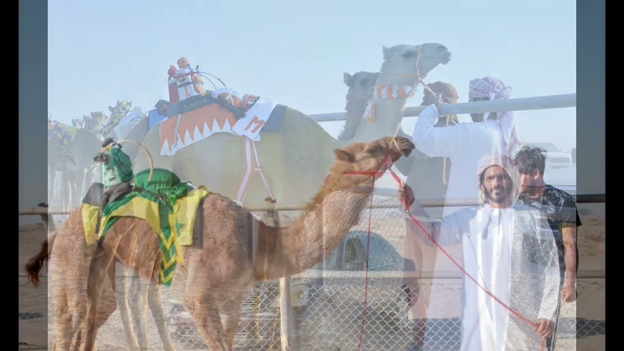 ختام المهرجان السنوي السادس والعشرون لسبقات الهجن و للمحالبةوالمزاين والسباق التنافسي بولاثمرية ٢٠٢٥