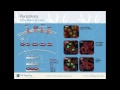 Pluripotency at the molecular level from cell signaling technology inc