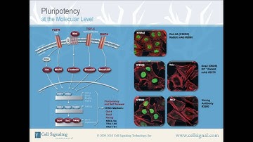 Pluripotency at the Molecular Level from Cell Signaling Technology, Inc.