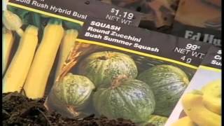 Expert advise on Planting Squash and Cucumbers