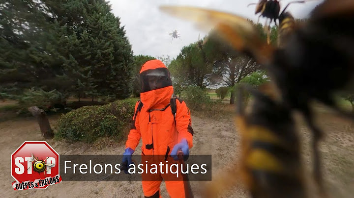 Grosse attaque lors de la destruction d'un nid de frelons asiatiques
