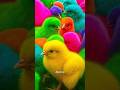 Tangkap Ayam Lucu, Ayam Warna Warni, Ayam Rainbow Gokil, Kelinci, Kucing Lucu, Bebek, Hewan Lucu