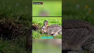 माँ खरगोश की ममता ने मौत को दी मात 🐇🔥Mother Rabbit's Love DefeatsDeath#MotherLove #RabbitStory#trend
