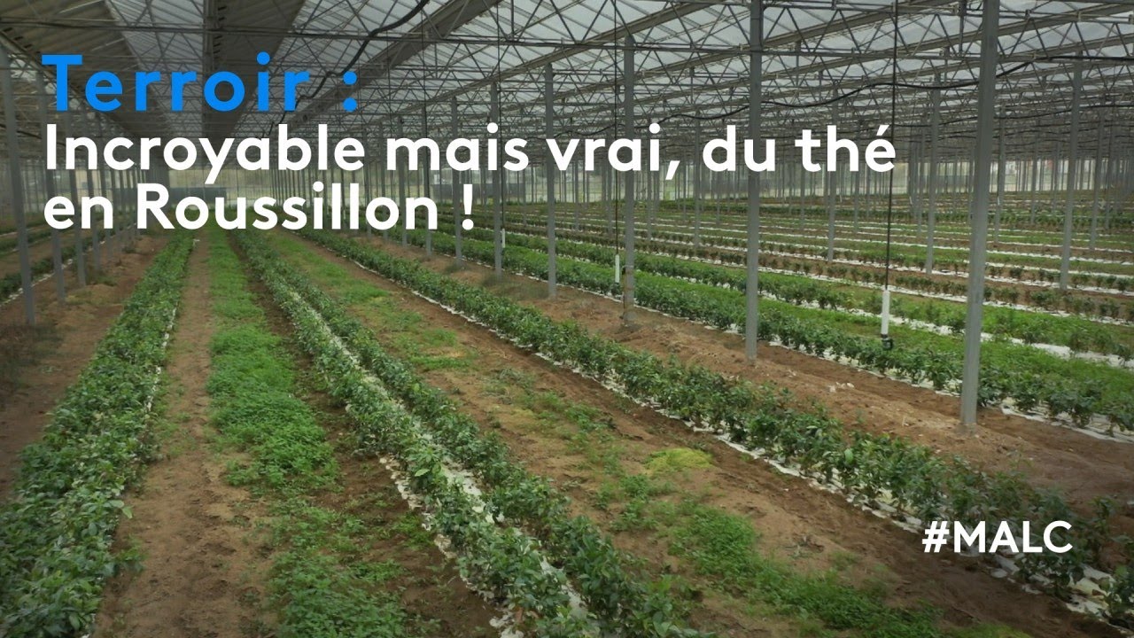 Terroir : incroyable mais vrai, du thé en Roussillon !