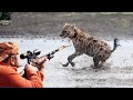 UNBELIEVABLE ! How American Hunters Confront Thousands of Hyenas?