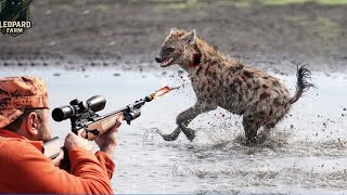 картинка: НЕВЕРОЯТНО! Как американские охотники противостоят тысячам гиен?