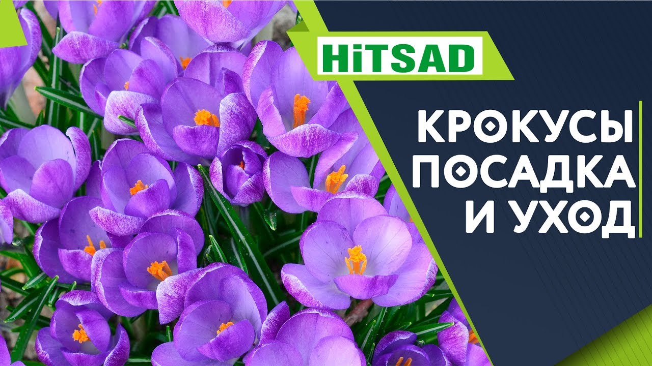 Всё о крокусах ✔️ Правильный уход за крокусами